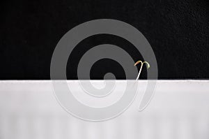 First fragile spring sprout