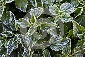 First freezes of white frost on green plants