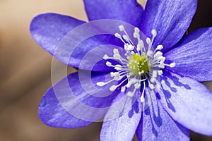 First fresh blue violet in the forest