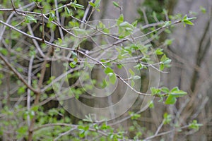 First fresh buds, leaves close-up on the tree across branches, and trees in soft sunlight. Springtime natural background.