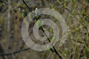 First fresh buds on the tree across branches, and trees in soft sunlight. Springtime natural background.