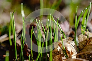 first fresh green grass sprouts in spring