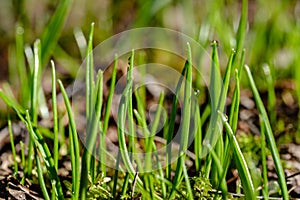 first fresh green grass sprouts in spring