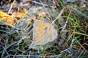 The first frost.