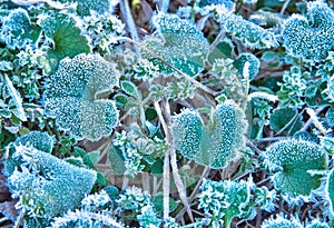 First Frost