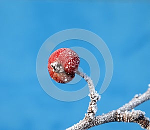 First frost on an apples