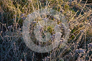 The first frost in autumn, frost on grass