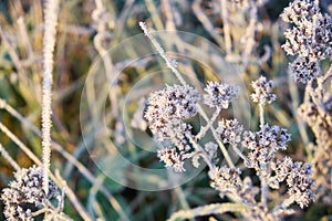 The first frost in autumn, frost on grass