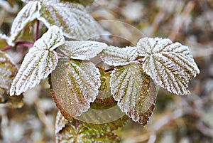 The first frost in autumn, frost on Raspberry leaves.