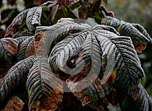 First Frost on autumn leaves