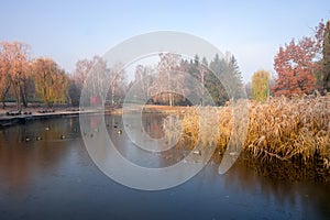 First frost in autumn park. Cane and trees reflected in the water