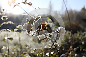 First frost in autumn park. Early morning in november. Wet branches in rime