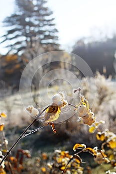 First frost in autumn park. Early morning in november. Wet branches in rime