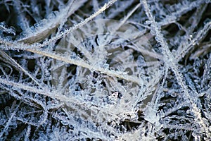 First frost in autumn park. Early morning in november. Wet branches in rime