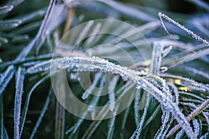 First frost in autumn park. Early morning in november. Wet branches in rime