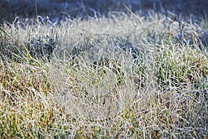 First frost in autumn park. Early morning in november. Wet branches in rime