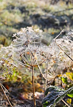 First frost in autumn park. Morning in november.