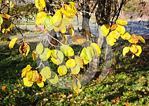 First frost in autumn park. Morning in november.