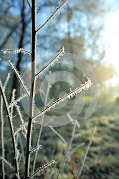 First frost branch the frost