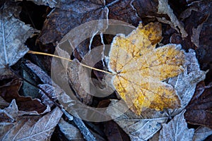 The first frost. Cold snap. Fallen icy leaves of trees