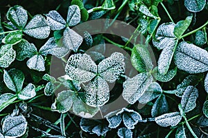 The first frost covered green grass on the lawn and clover leaves