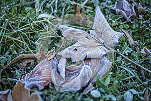 first frost on dry leaves in late autumn, early frost on plants, frost is a natural phenomenon