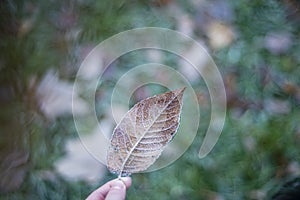 first frost on dry leaves in late autumn, early frost on plants, frost is a natural phenomenon