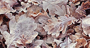 First frost on fallen oak leaves in the forest, natural outdoor background
