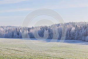 First frost in the forest. Belarusian landscape. Beginning of winter.