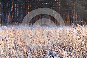 First frost in the forest at dawn, grass and trees in hoarfrost