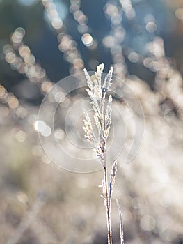 First frost. Frost on the leaves. Winter frosty abstract natural background