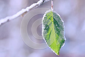 First frost on frozen leaves