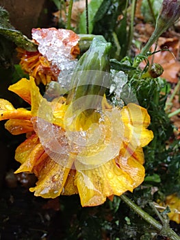 First Frost Frozen marigolds yellow orange flowers