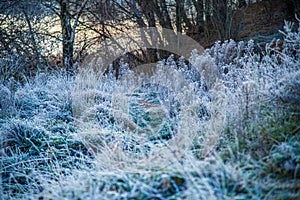 First frost on grass