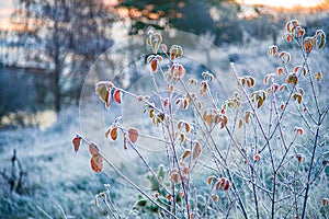 Last leaves and forst