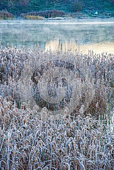 first frost on grass tree near lake