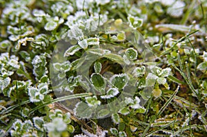 First frost on the grass in the winter closeup.