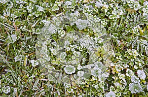 First frost on the grass in the winter closeup.