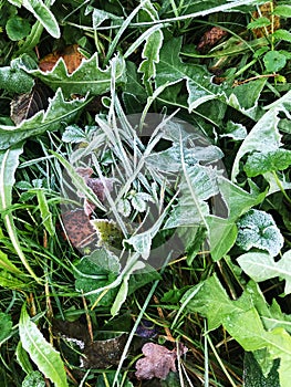 The first frost on the green grass