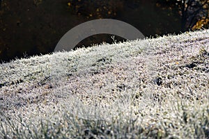 First frost. Green grass slope covered with frost