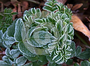 First frost on leaves of Angelica pachycarpa