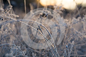 The first frost in the mountain forest Kiev