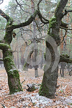 First frost on old oak tree