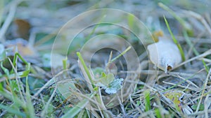 First frost at park or forest in late autumn. Concept of plants and nature in cold weather. Rack focus.