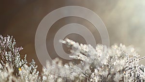 First frost, plants in ice crystals