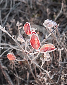 first frost on red leaves