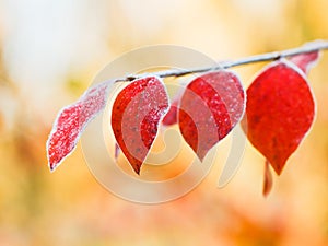 First frost on red leaves in autumn