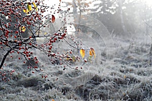 The first frost. Selective focus on twig of red paradise apples in blurred first frost grass and trees background. Close up
