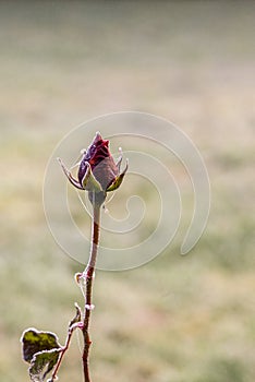 First frost and snow on a rose - 1