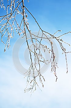 First frost, winter coming concept. Tree branches covered hoarfrost against blue sky